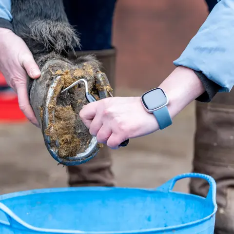 Hoof Pick
