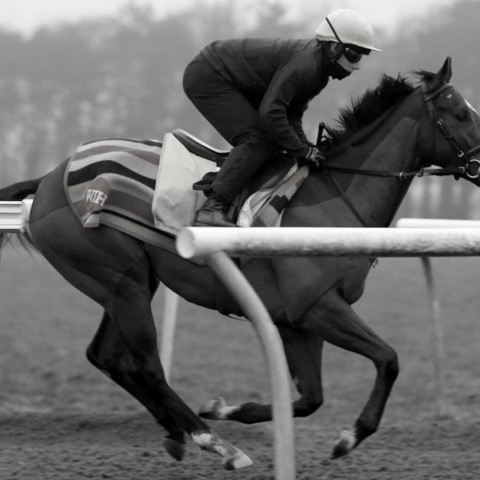 horse racing black and white