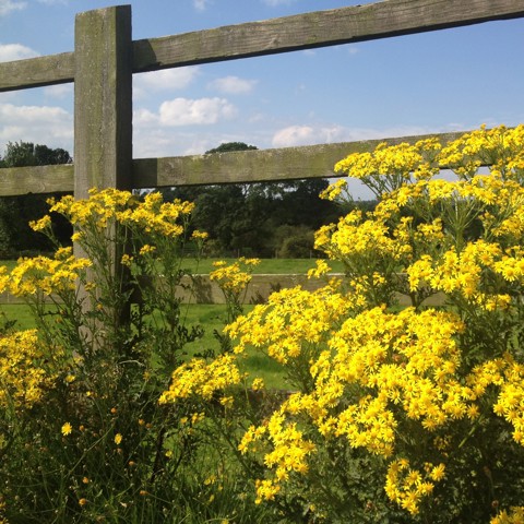 Ragwort (003)