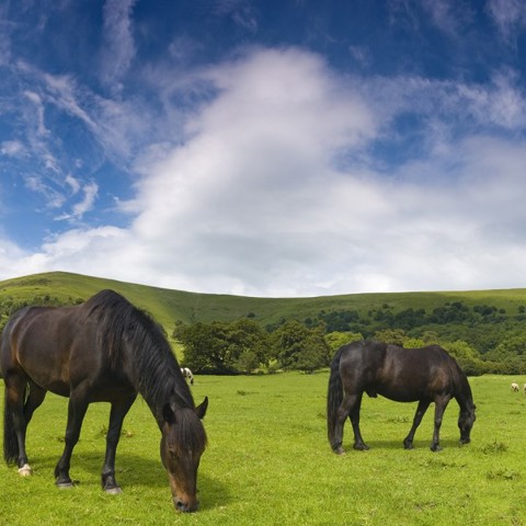 Two Grazing Horses