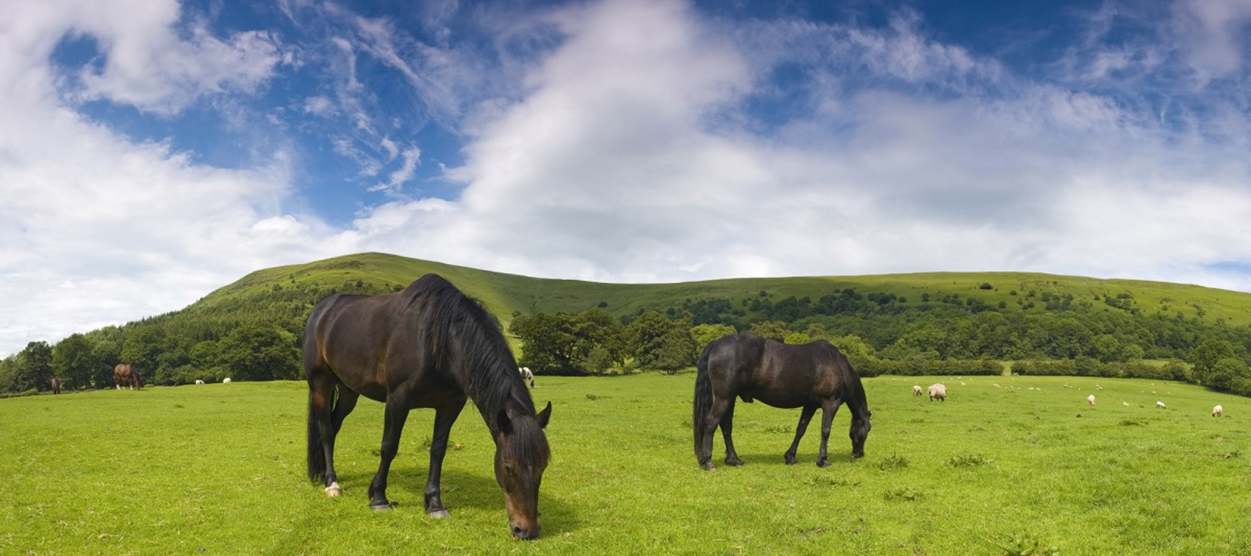 Two Grazing Horses