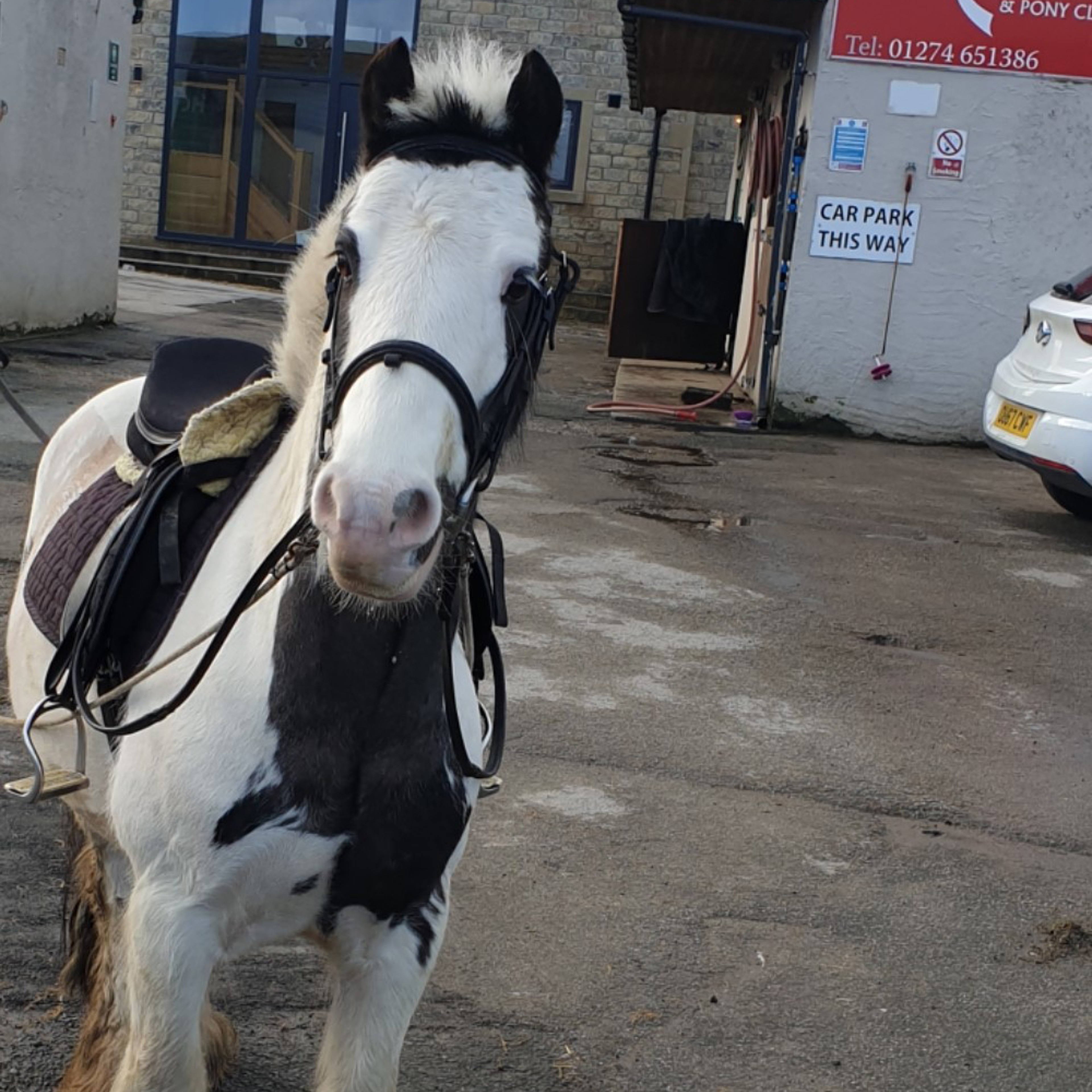Second Chance rehoming horses | The British Horse Society