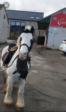 a happy horse standing in a car park