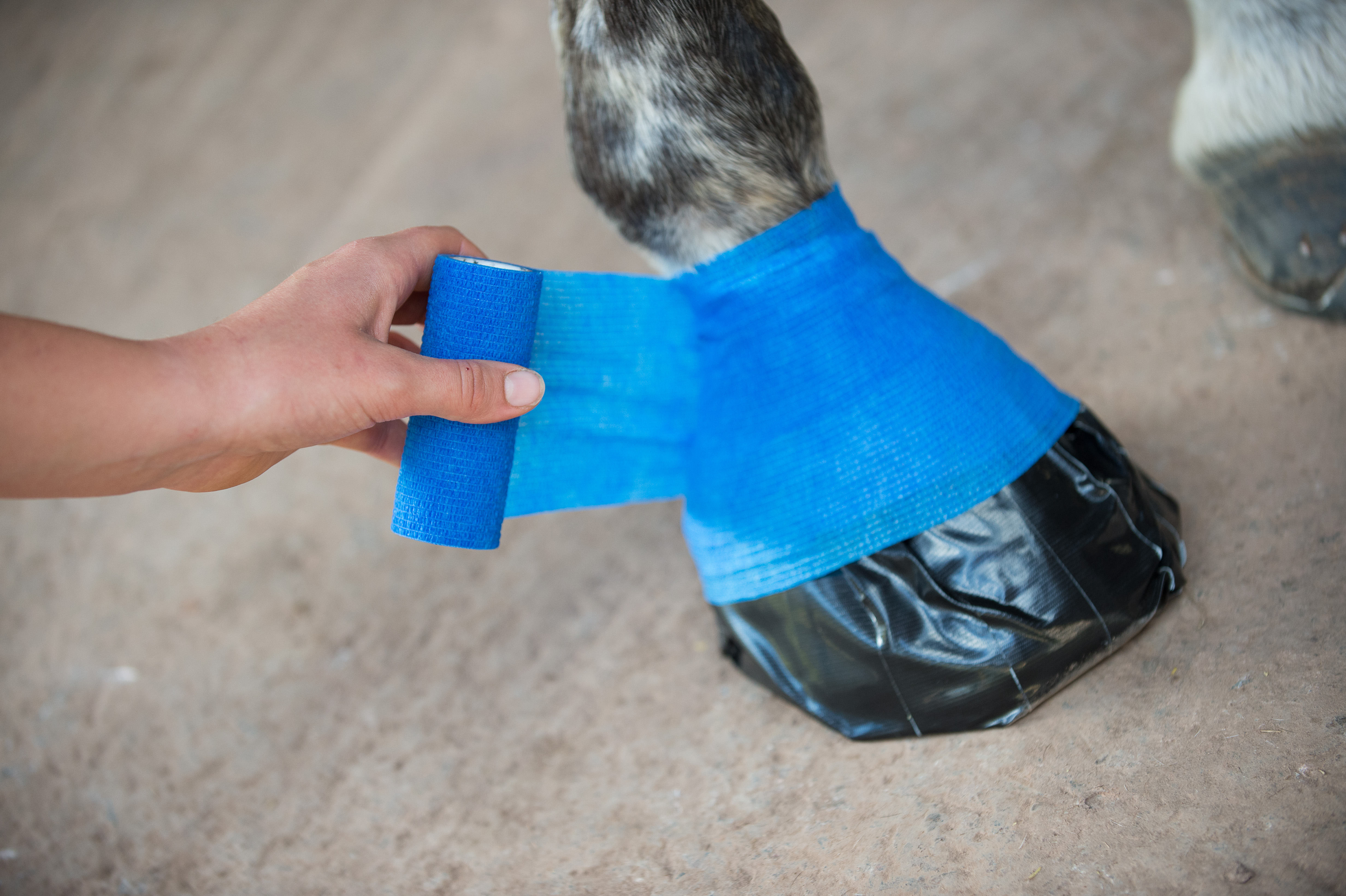 Hoof injuries The British Horse Society