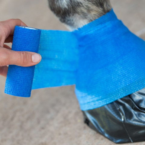 Hoof Being Poulticed