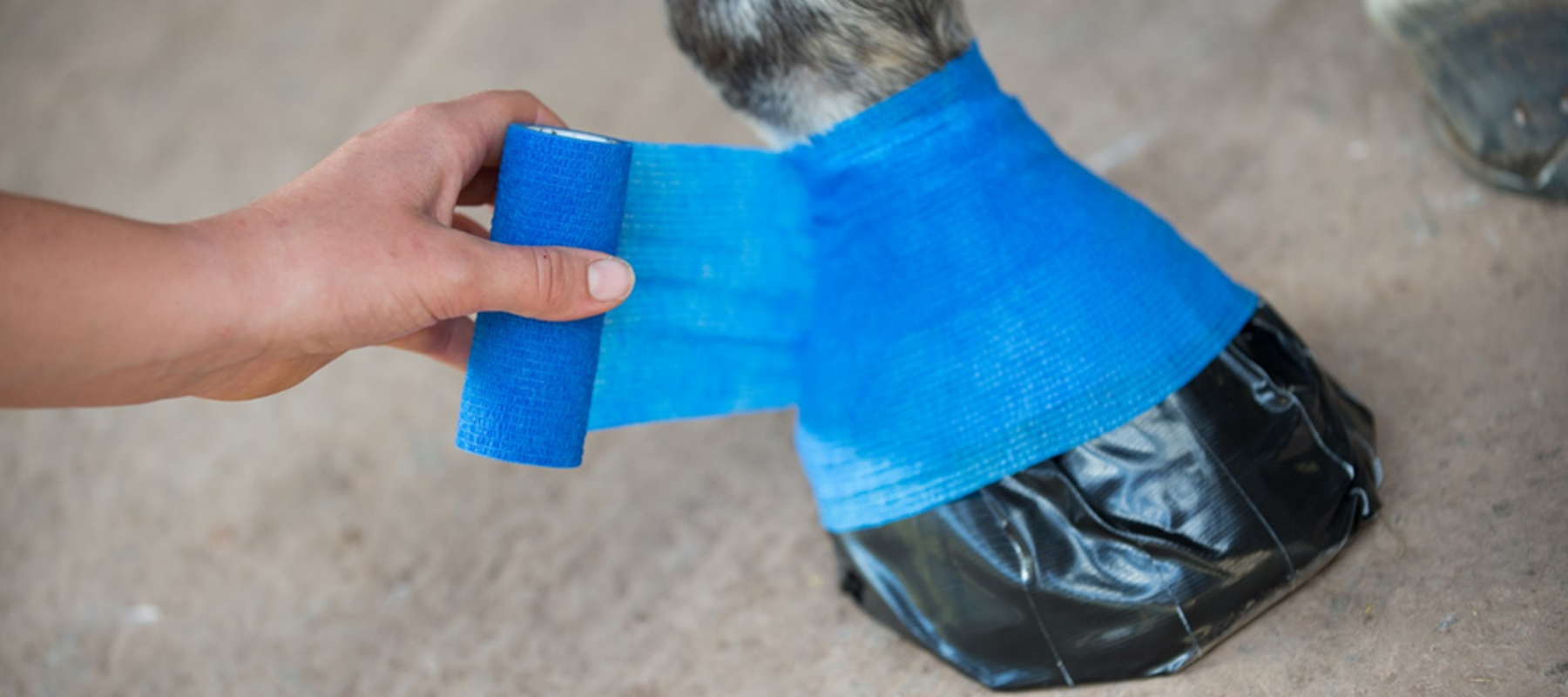 Hoof Being Poulticed