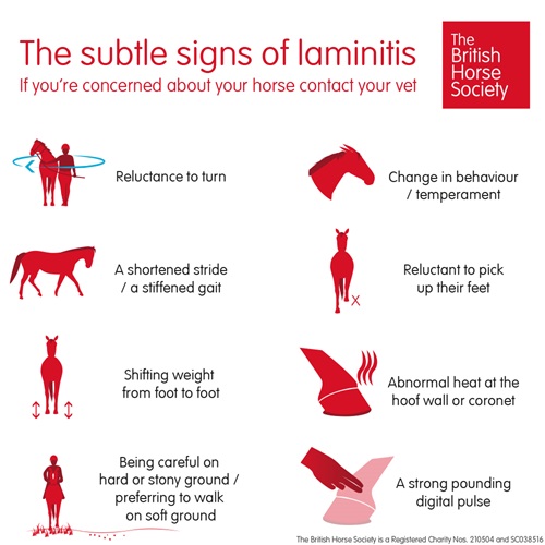 Laminitis In Horses Causes & Treatment The British Horse Society