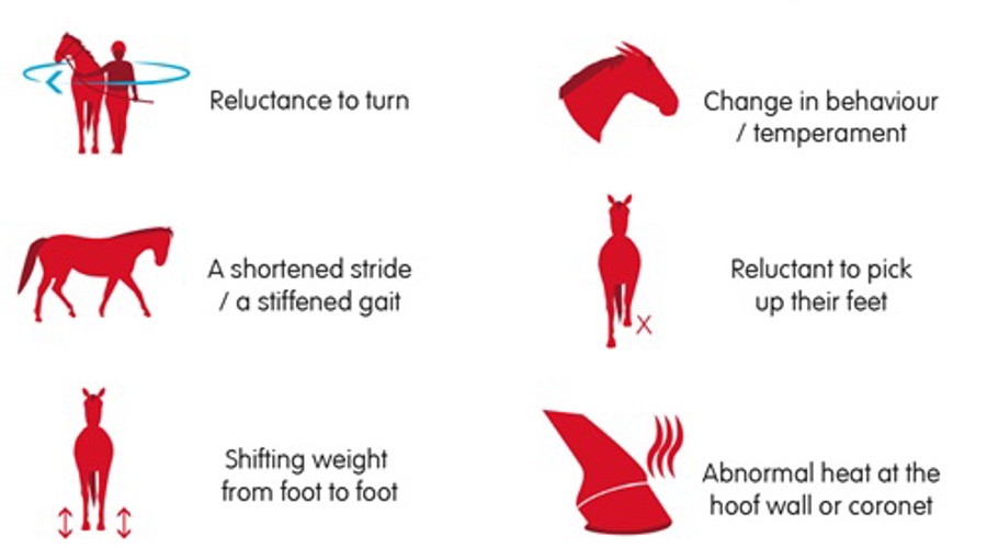 Laminitis Infographic 2018[7625]