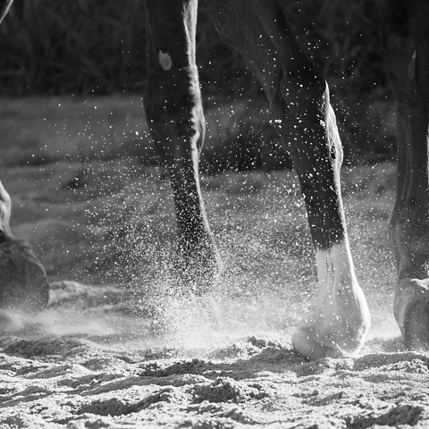 Hooves Surfaces Free Image