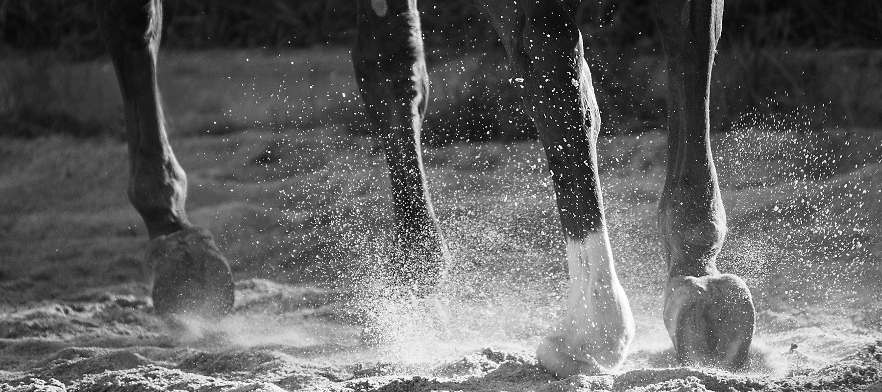 Hooves Surfaces Free Image