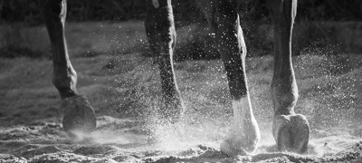 Hooves Surfaces Free Image