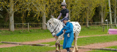 Rewarding Horse