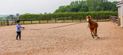 Lungeing Horse In Arena Almond