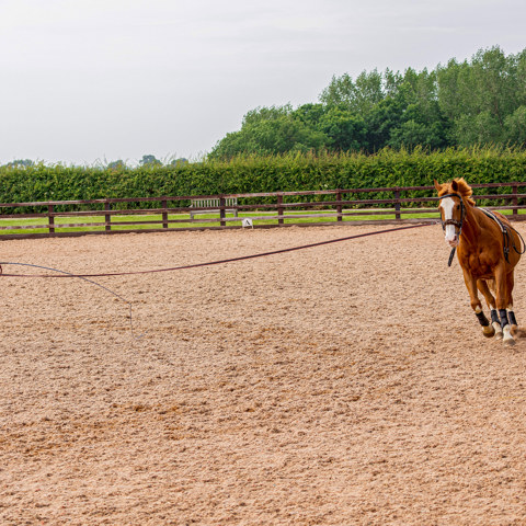 Lungeing Horse In Arena Almond
