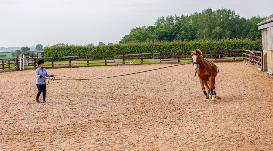 Lungeing Horse In Arena Almond