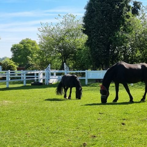 Bransby Blueberry, with his companion based at BHS Approved Centre Gartmore Riding Centre