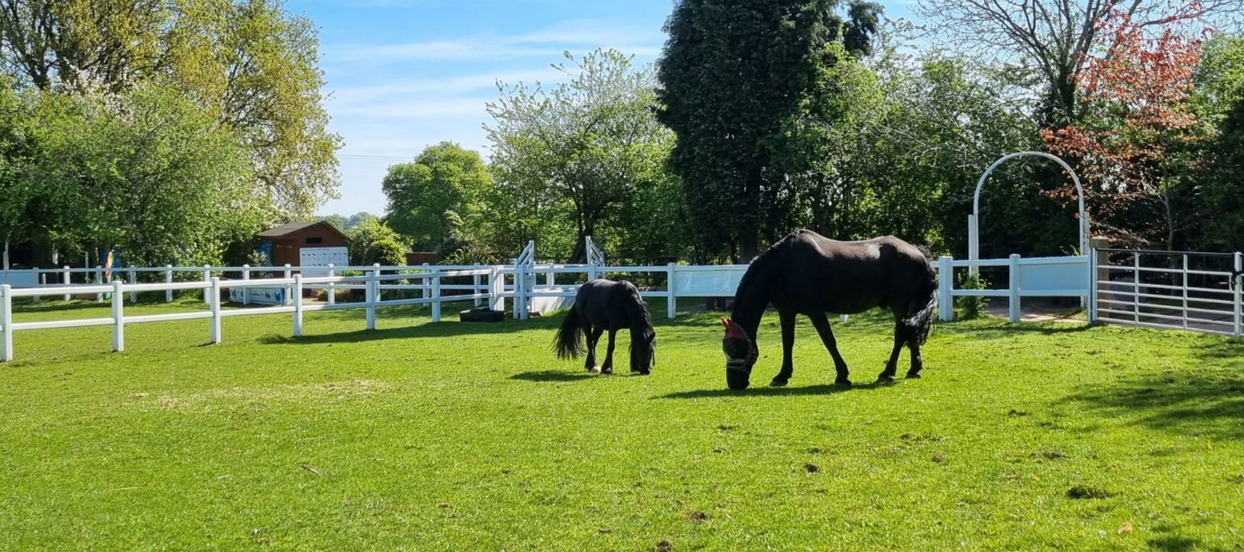 Bransby Blueberry, with his companion based at BHS Approved Centre Gartmore Riding Centre