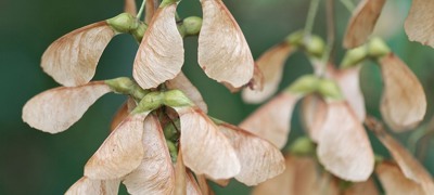 Sycamore Seed
