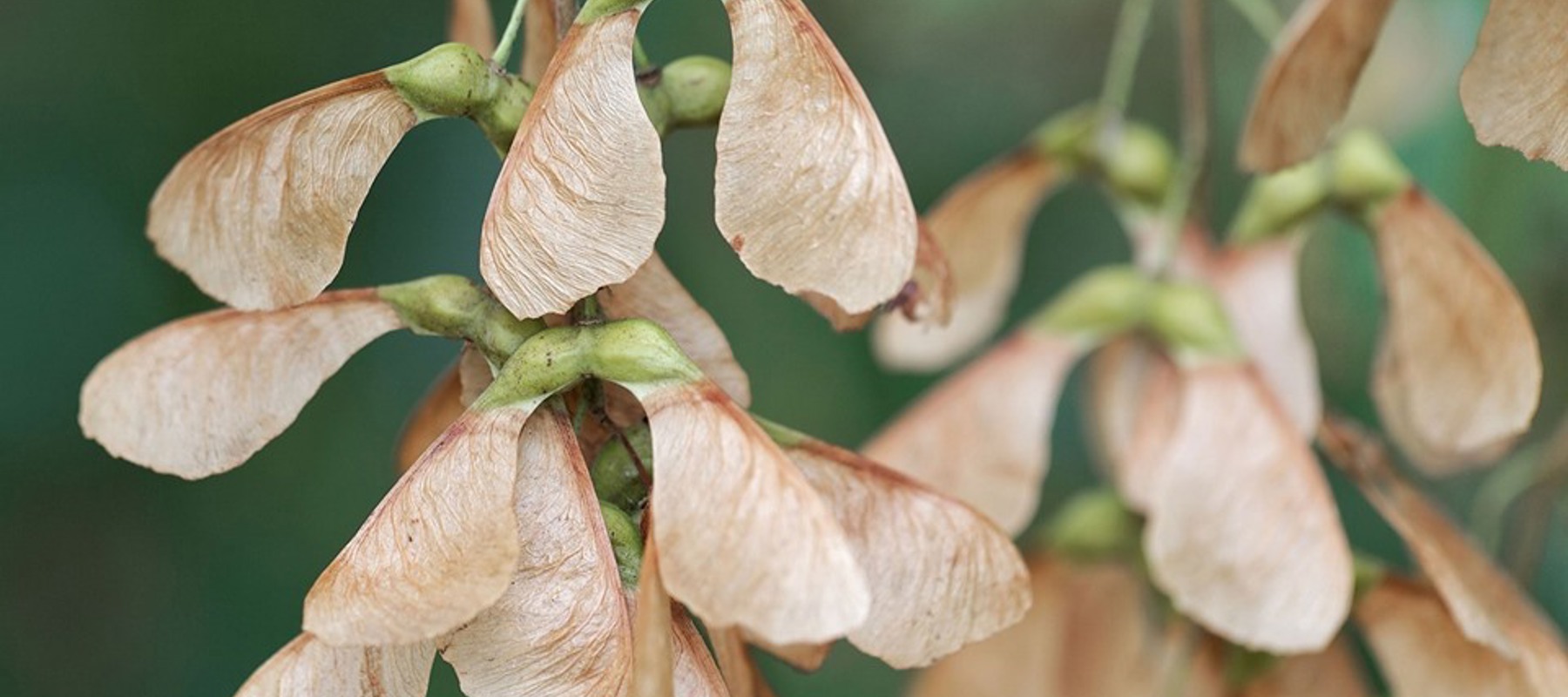 Sycamore Seed