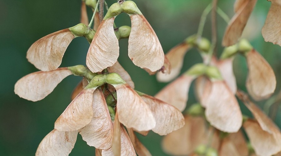 Sycamore Seed