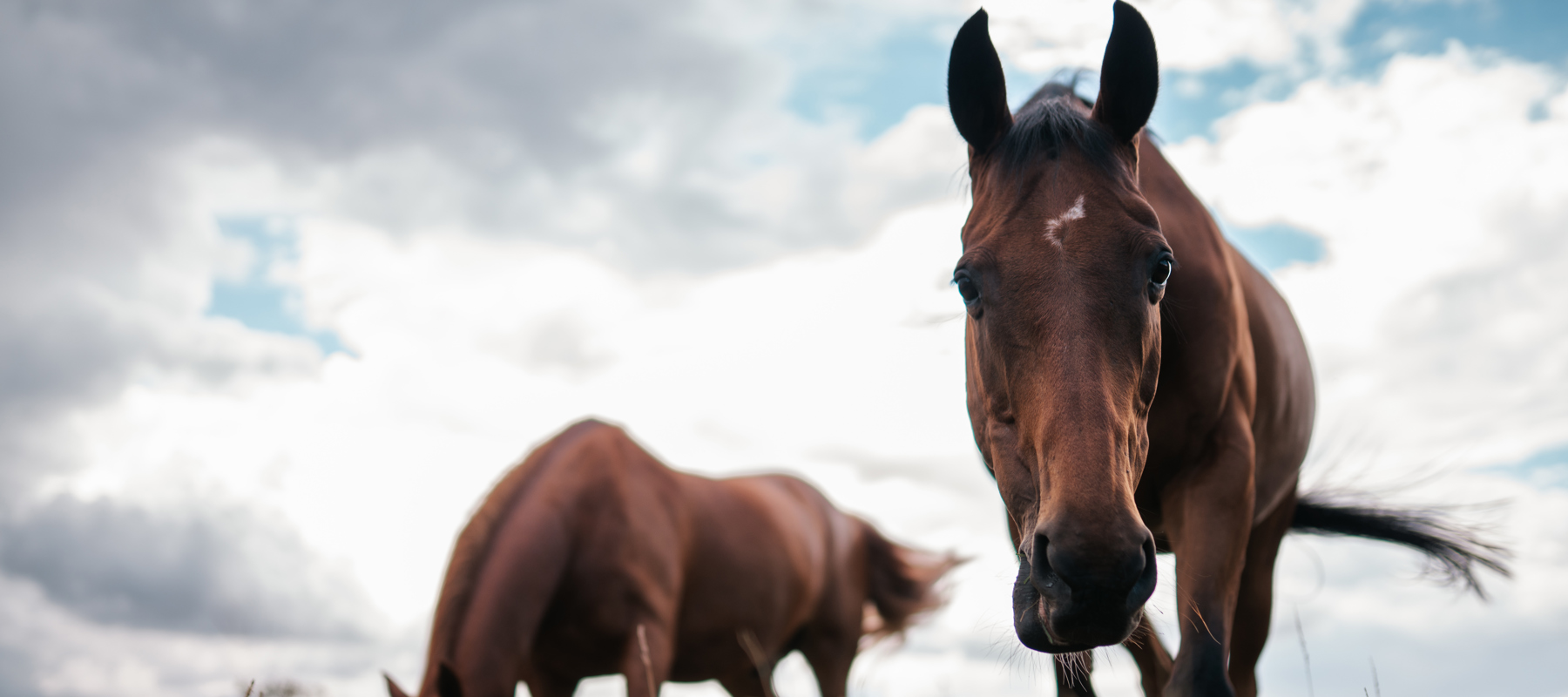 BHS Swallowfield Pair Grazing