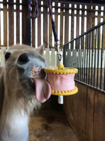 Pony Lick