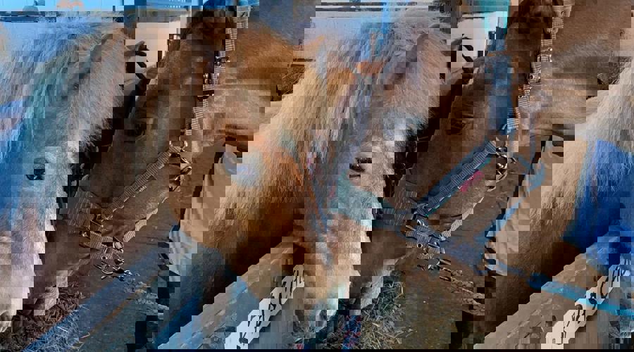 7B0e5eed 2272 43Ca 9F43 Feeddf54df08 1