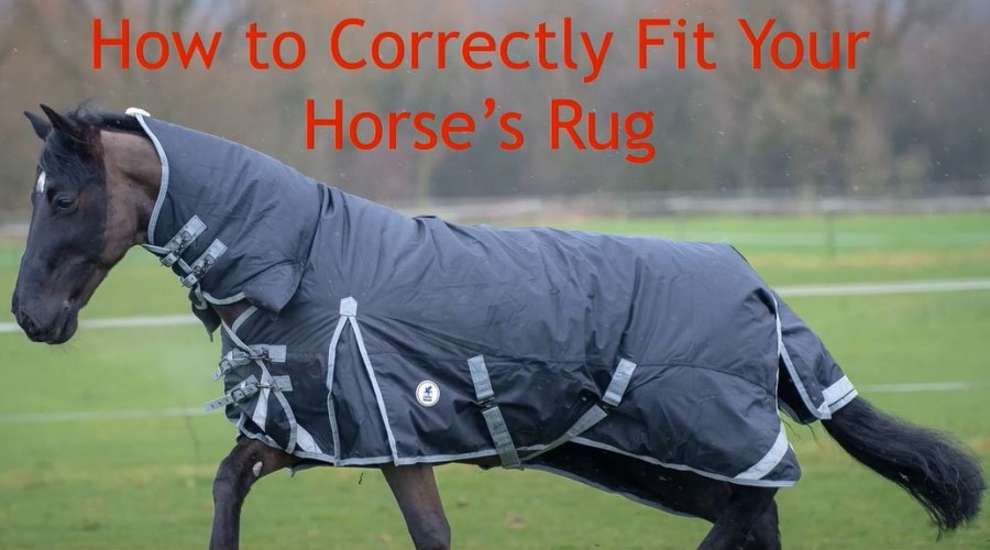 How To Correctly Fit Your Horses Rug
