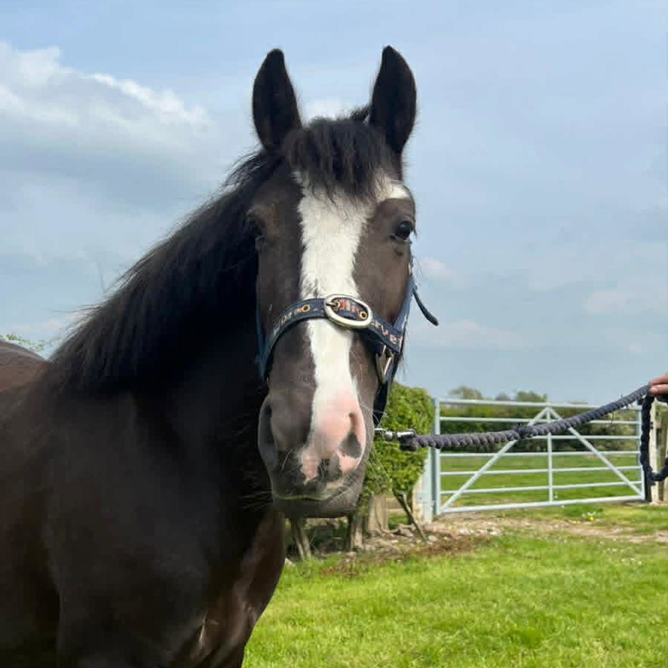 Second Chance rehoming horses | The British Horse Society