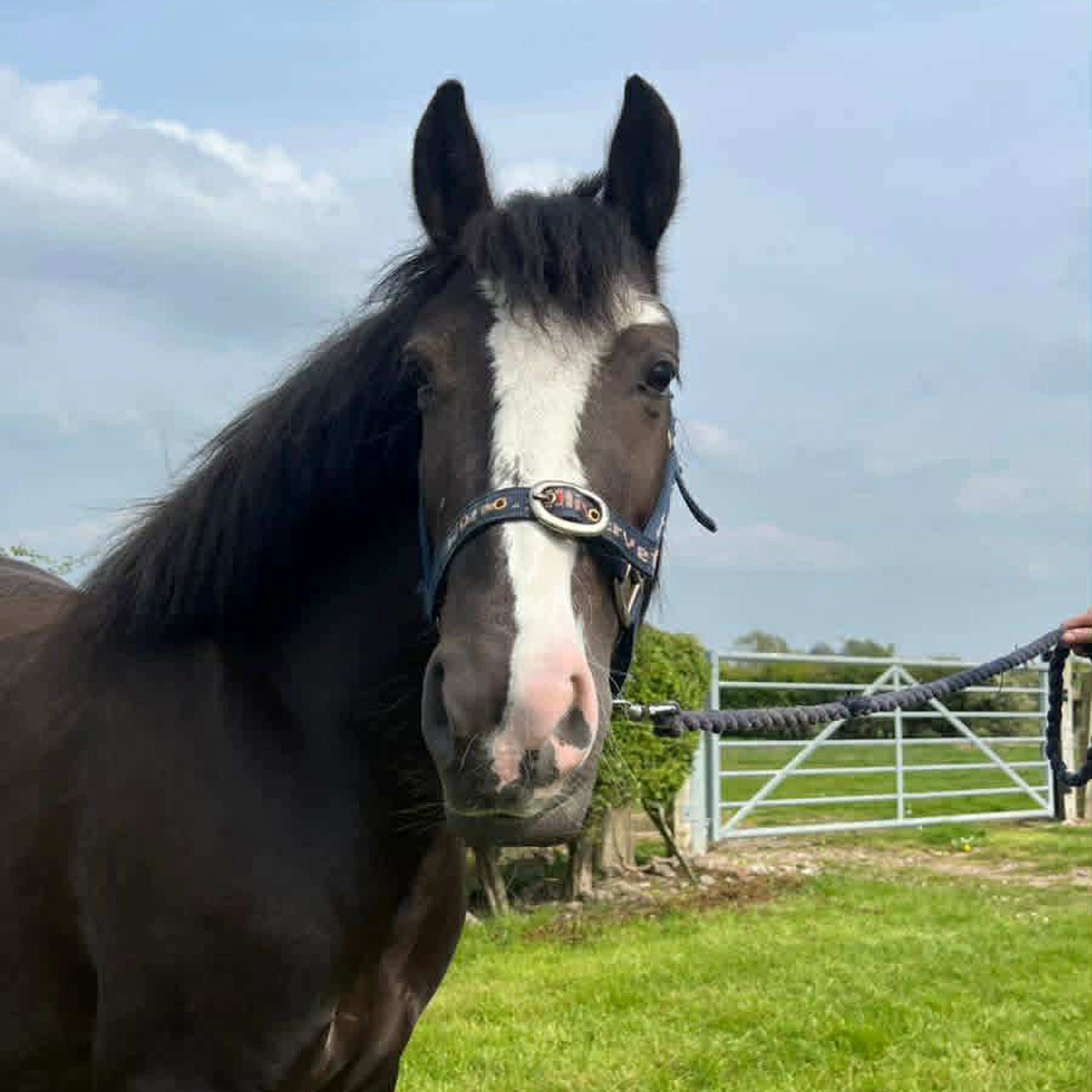 Second Chance rehoming horses | The British Horse Society