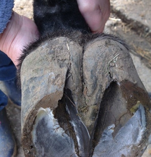Hoof with a sheared heel
