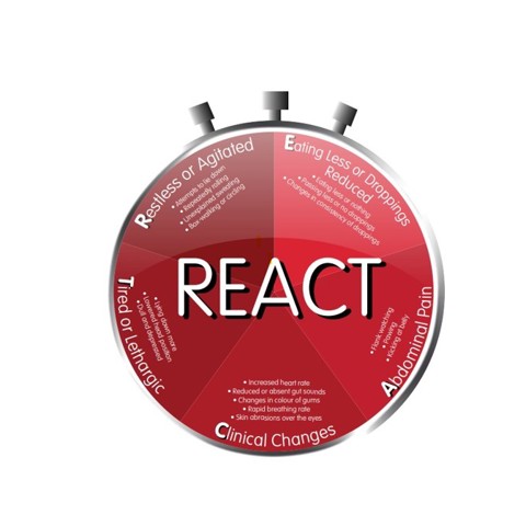 Colicreact Clock
