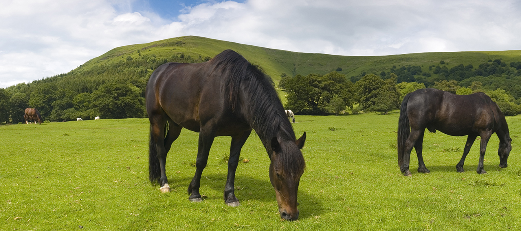 Two Grazing Horses