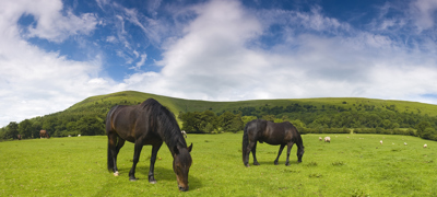 Two Grazing Horses