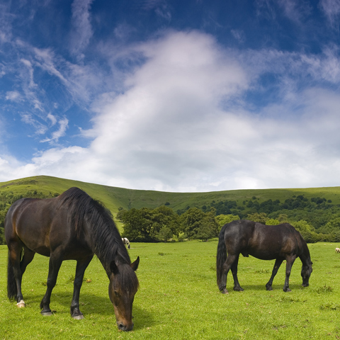 Two Grazing Horses