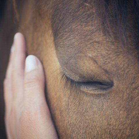 Horses Head In Hand (002)