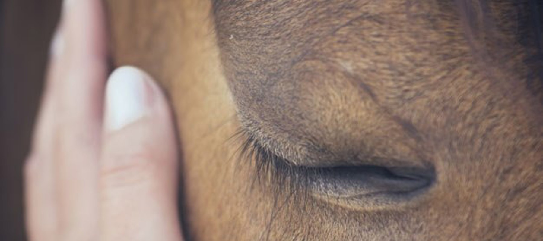 Horses Head In Hand (002)