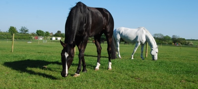 15 Horse Grazing GH