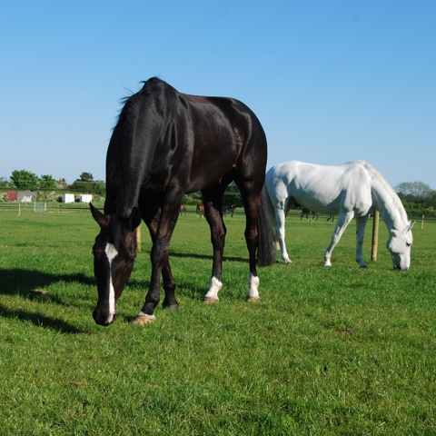 15 Horse Grazing GH