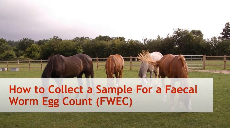 Faecal Worm Egg Count Sample