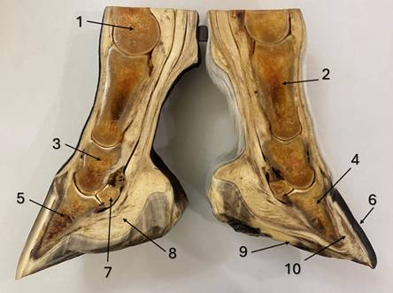 Laminitis hoof structure