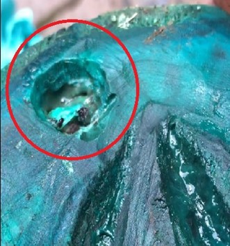 The underside of a hoof showing the exit hole of an abscess