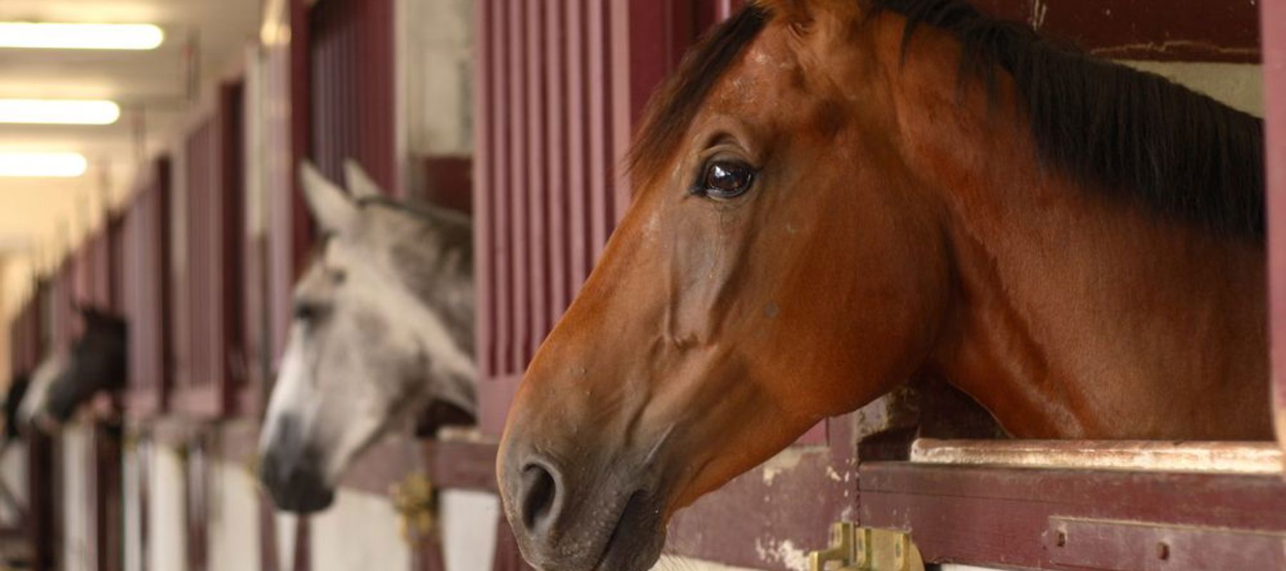 Horses Heads In Stable Shutterstock 64999777 (1)