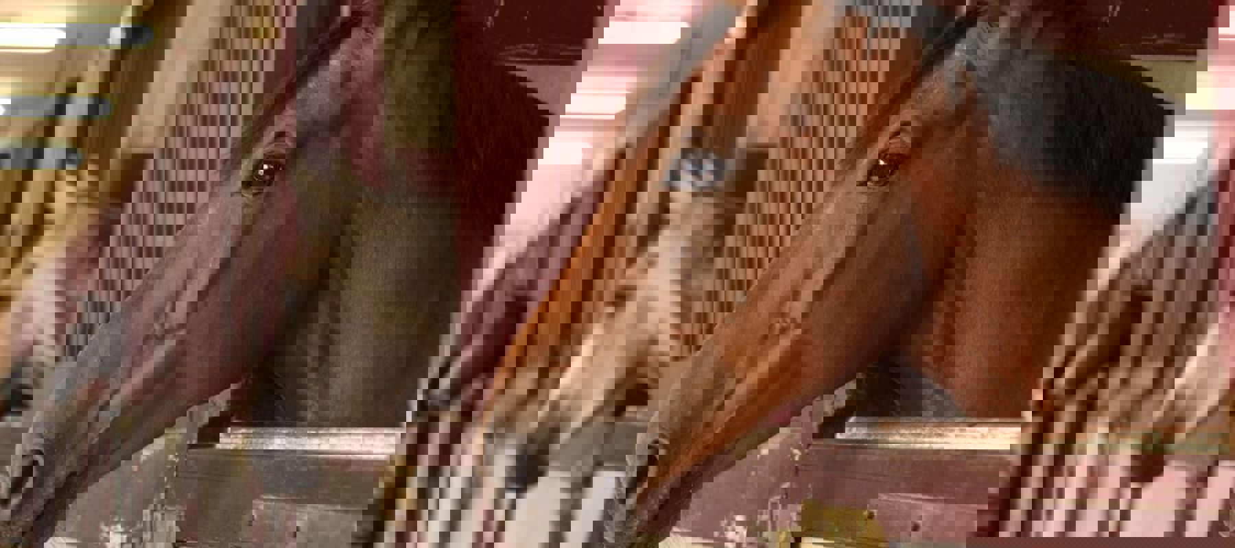 Horses Heads In Stable