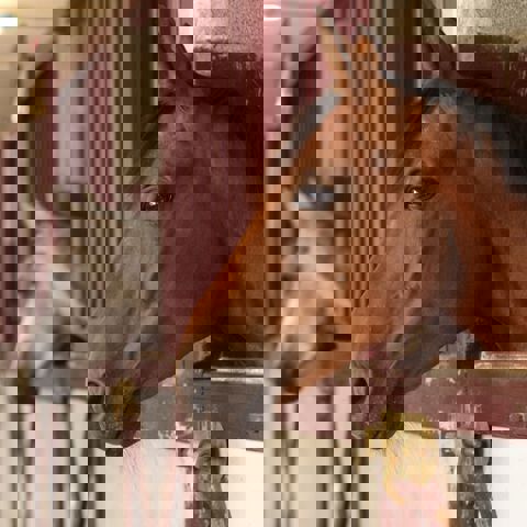 Horses Heads In Stable