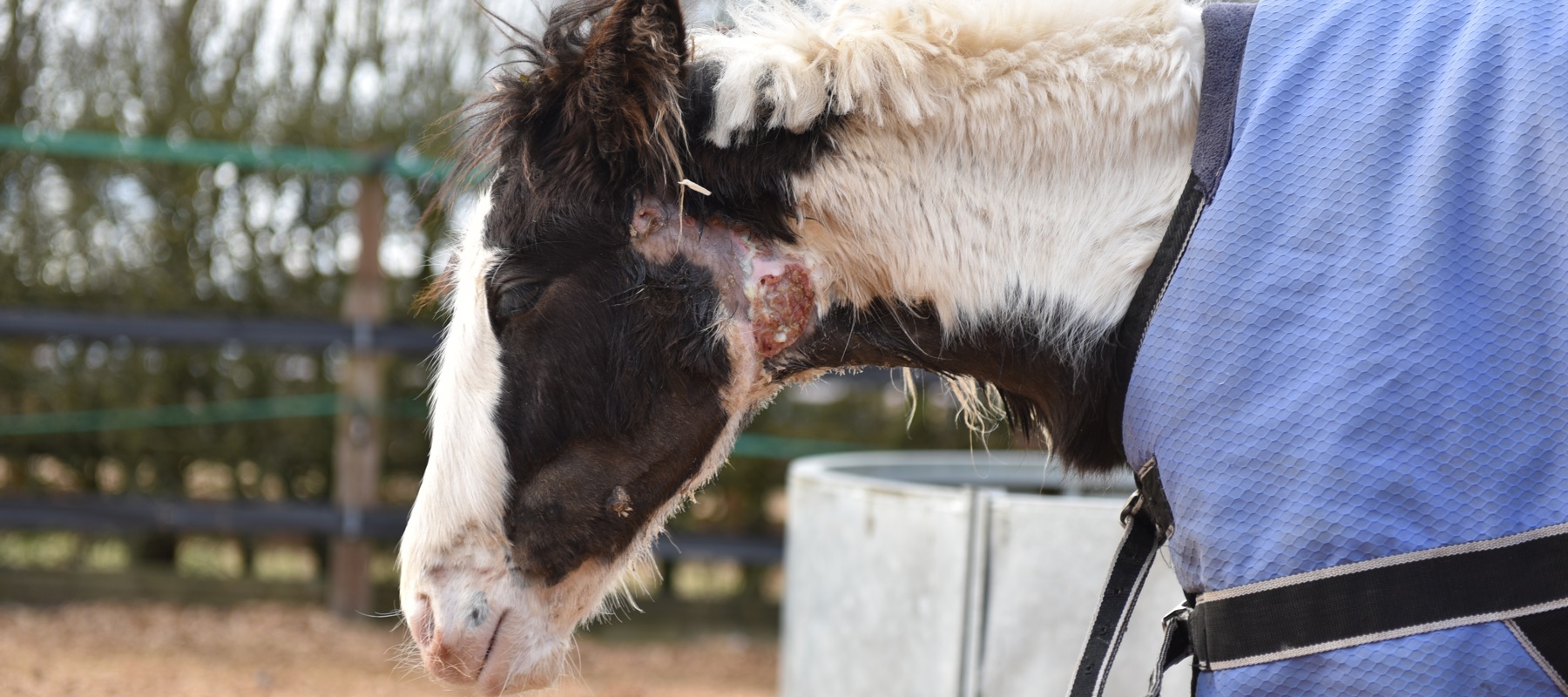Dancer Strangles Credit Redwings