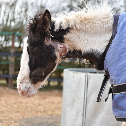 Dancer Strangles Credit Redwings