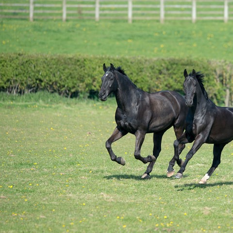 BLACK HORSES 230415 4