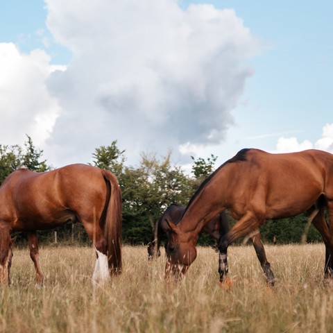 BHS Swallowfield Summer Fields (1)