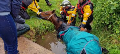 Bromyard Fire Horse Rescue